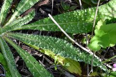 Helminthotheca echioides