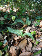Erythronium caucasicum