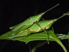 Tagasta