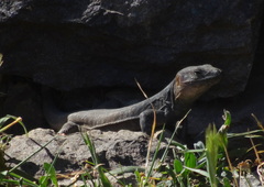 Gallotia stehlini