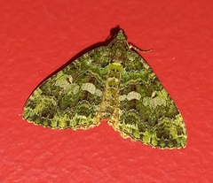 Austrocidaria similata