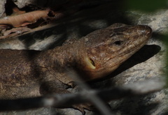Gallotia stehlini