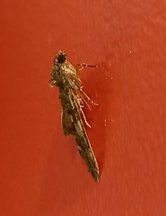 Austrocidaria similata