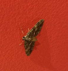 Austrocidaria similata