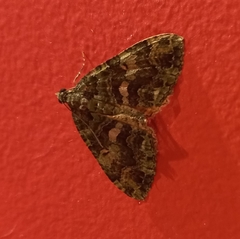 Austrocidaria similata