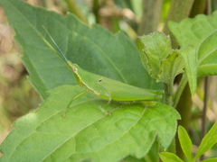 Tagasta