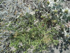 Echinophora spinosa