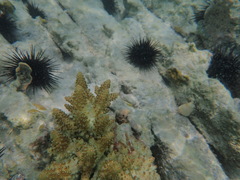 Scleractinia