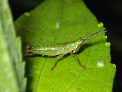 Tagasta