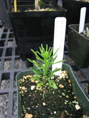 Awalua Ridge tetramolopium (Tetramolopium remyi)