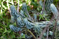 Petrosedum sediforme