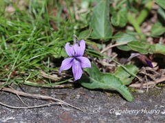 Viola confusa