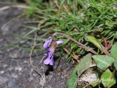 Viola confusa