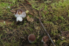 Psathyrella olympiana