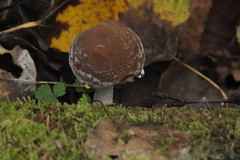 Psathyrella olympiana