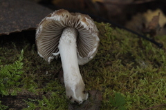 Psathyrella olympiana