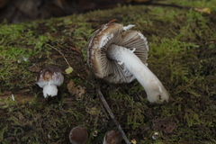 Psathyrella olympiana
