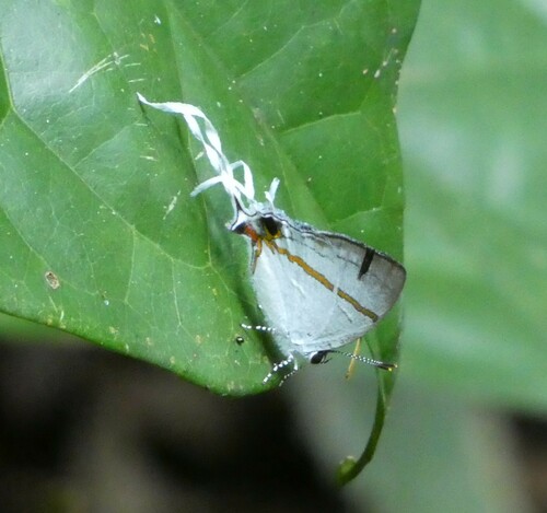 Fairy Hairstreak