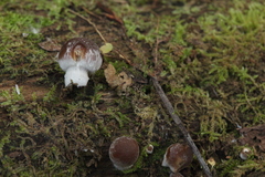 Psathyrella olympiana