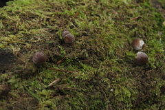 Psathyrella olympiana