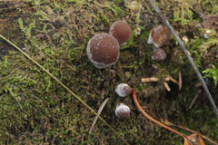 Psathyrella olympiana