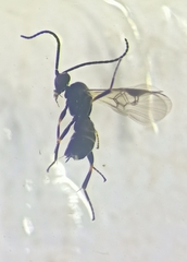 Microgastrinae