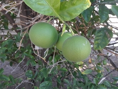 Citrus × latifolia