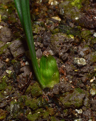 Sternbergia