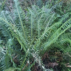 Blechnum nudum