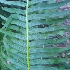 Blechnum nudum