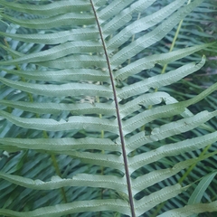 Blechnum nudum