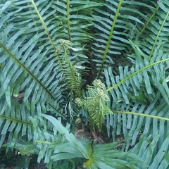 Blechnum nudum