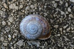 Otala punctata