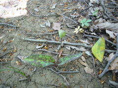 Erythronium caucasicum