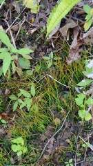 Anthoceros