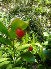 Ruscus hypoglossum