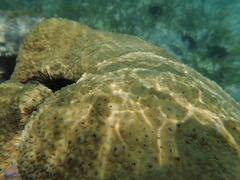 Palythoa