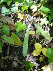 Galanthus alpinus