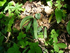 Galanthus alpinus
