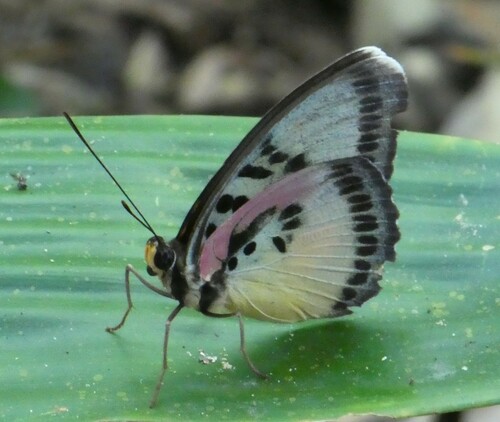 Euphaedra crockeri