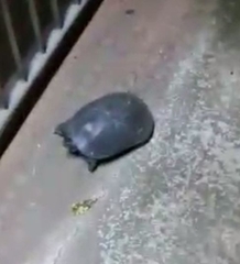 Melanochelys trijuga