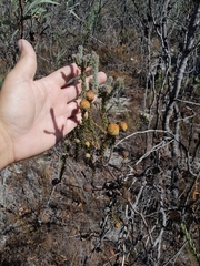 Leucadendron levisanus