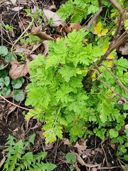 Tanacetum parthenium