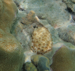 Palythoa