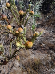 Leucadendron levisanus