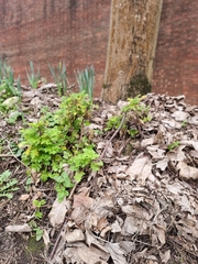 Tanacetum parthenium