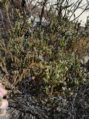 Leucadendron levisanus