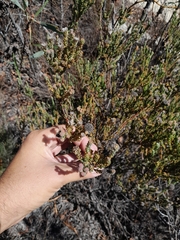 Leucadendron levisanus