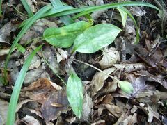 Erythronium caucasicum