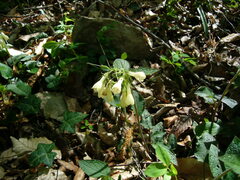 Symphytum grandiflorum
